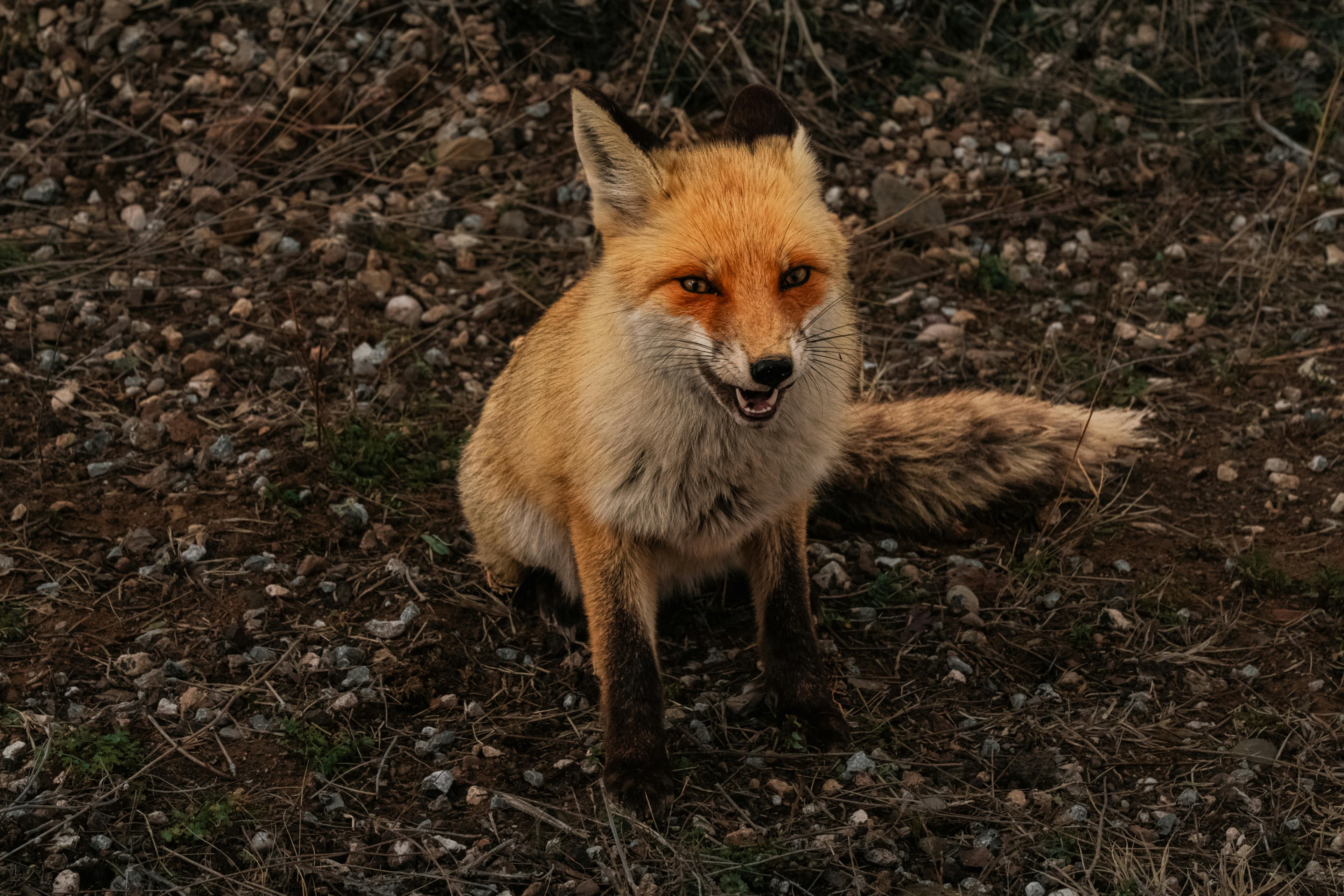 Szczepienie lisów na wściekliznę: od 16 kwietnia przynęty w trzech województwach